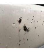 CarPro Bug-Out Intensive Insect Removal - Curatator intensiv insecte